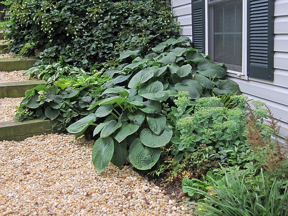 Lush Perennial Gardens
