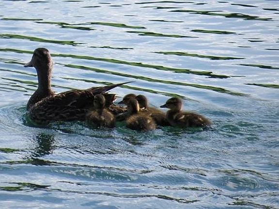 Baby ducks!