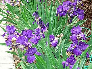 Flowers in the spring