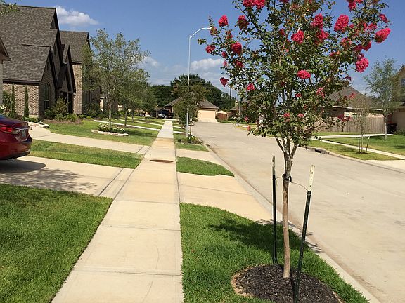 my crepe myrtle