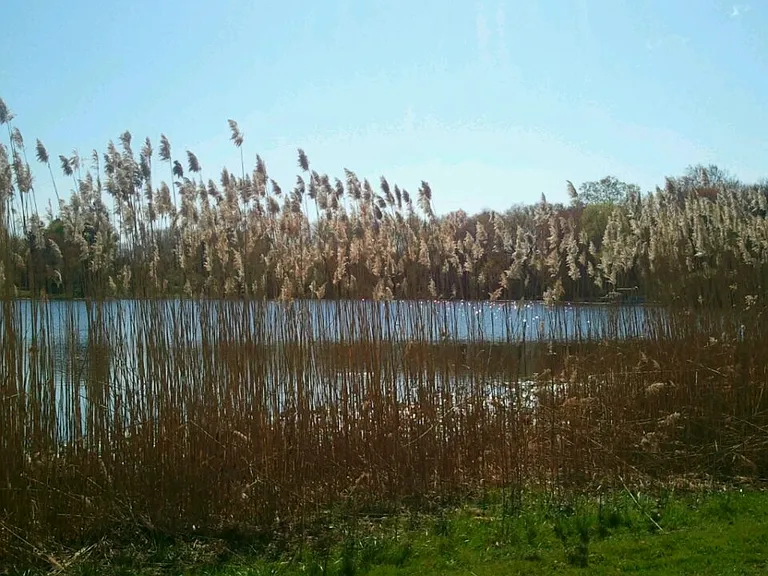 Foxtail Glen on White Pond — Photo 5