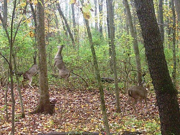 4th image of W Gull Lake Dr