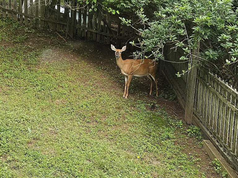 Abundance of wildlife right outside your window