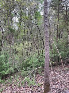 Jacobs Ladder, Lexington, VA, 24450