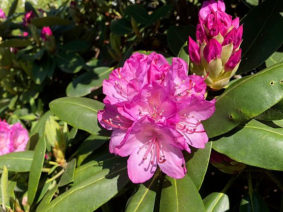 Rhododendron