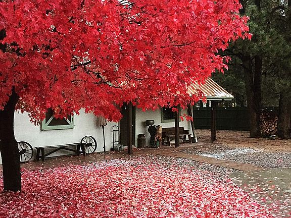 Fall at Kiltie House 