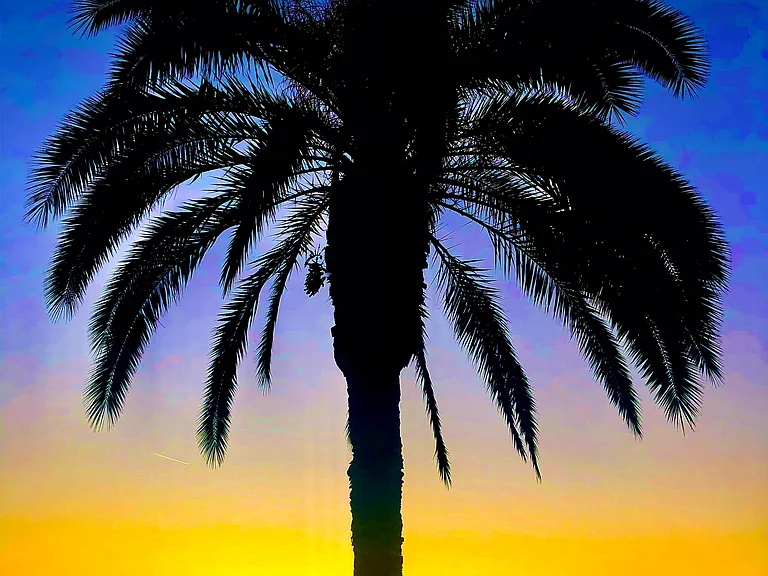 Sabal Dr — Photo 12
