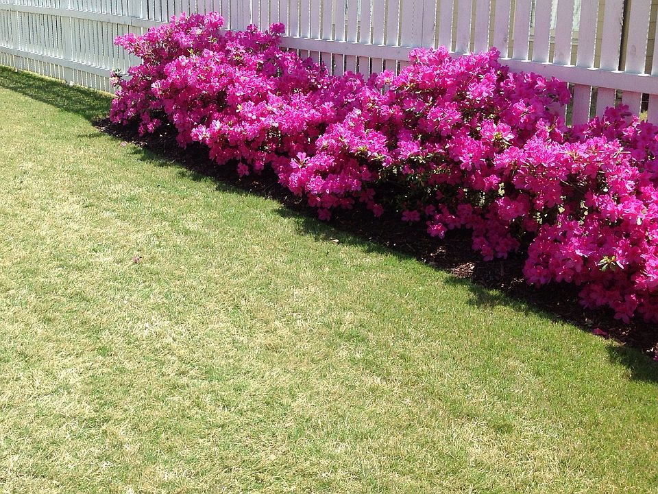Side yard in bloom