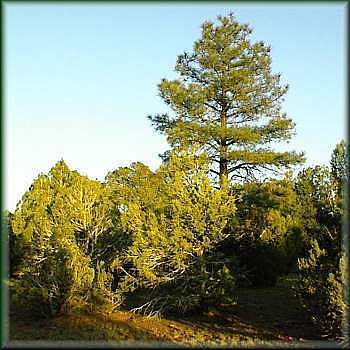 2nd image of 008 Sunset Ridge Trail #008