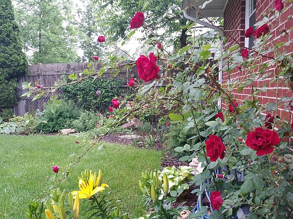 Rose bush and lillies.