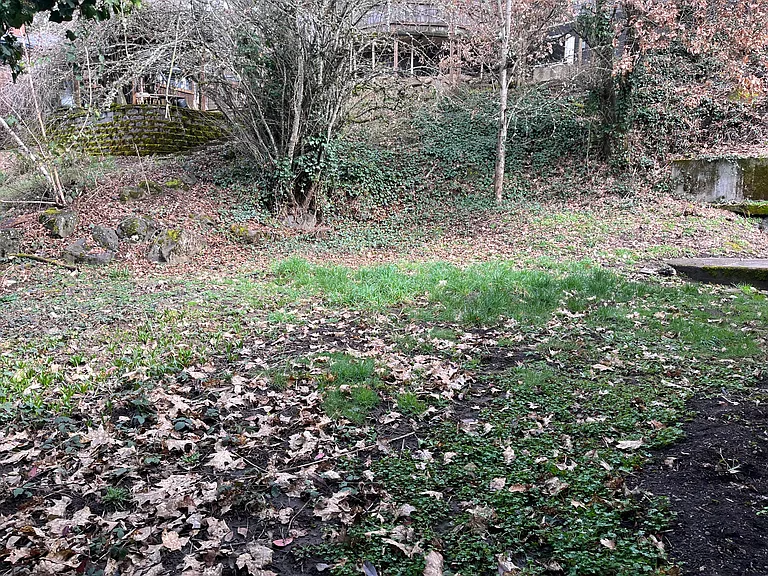 Back yard