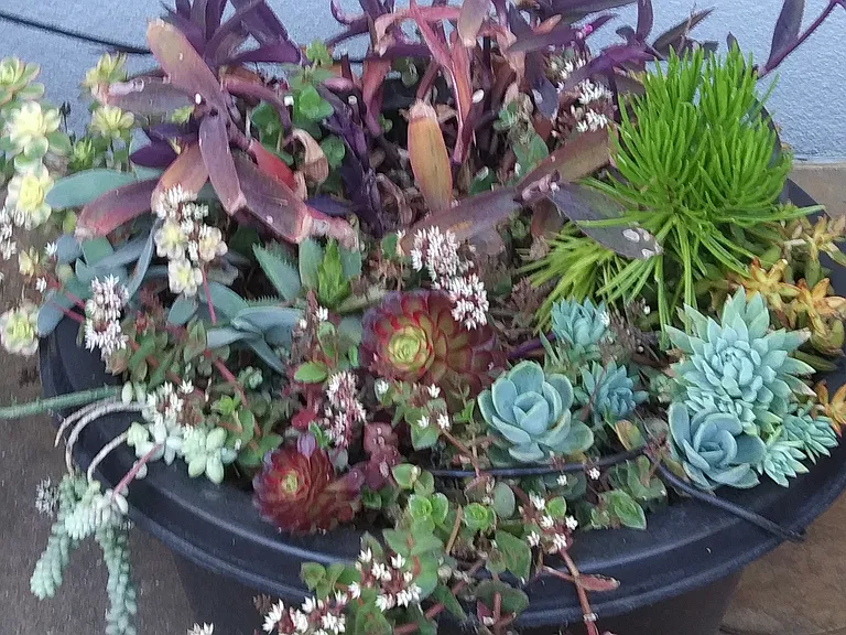 Environmentally Friendly plants in Common Area