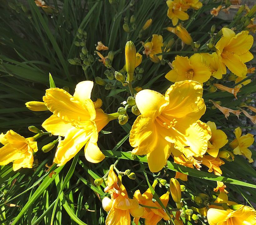 Front yard day lilies