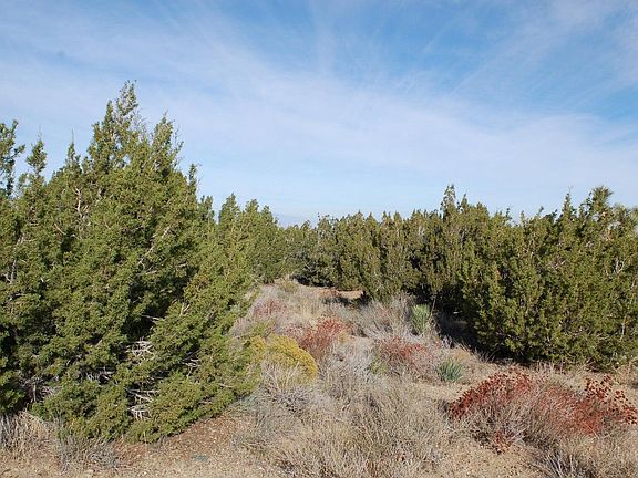 5th image of 0 Vic Linda Mesa Juniper #H