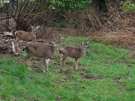 5th image of 62885 Isthmus Heights Rd