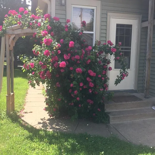 Fenced in your with nice flowering perenials