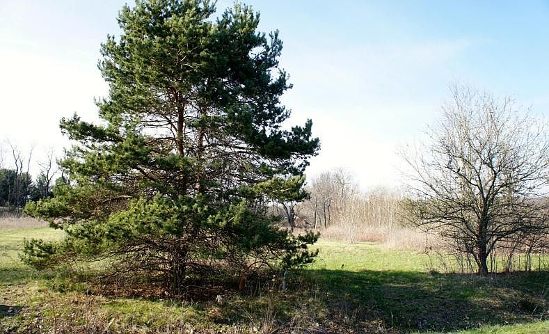 1st image of Hedgerow Mnr Lot 20