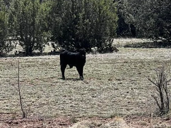 Lot 15 Juniper Mtn Ranches Unit 1 -- #15, Seligman, AZ 86337