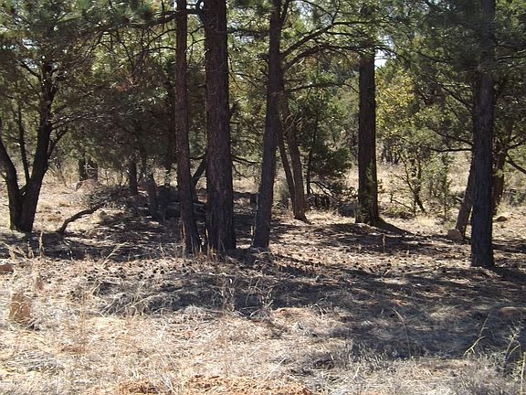 5th image of 2217 Mountain Lion Ln
