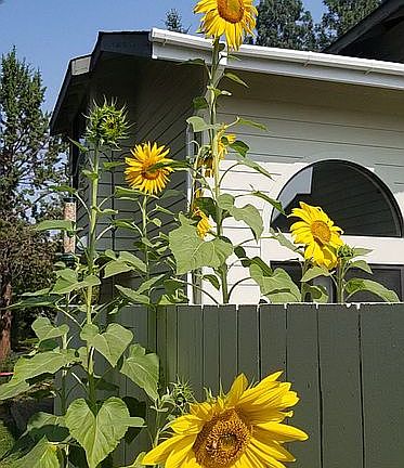 2nd image of 1902 SE Arborwood Ave