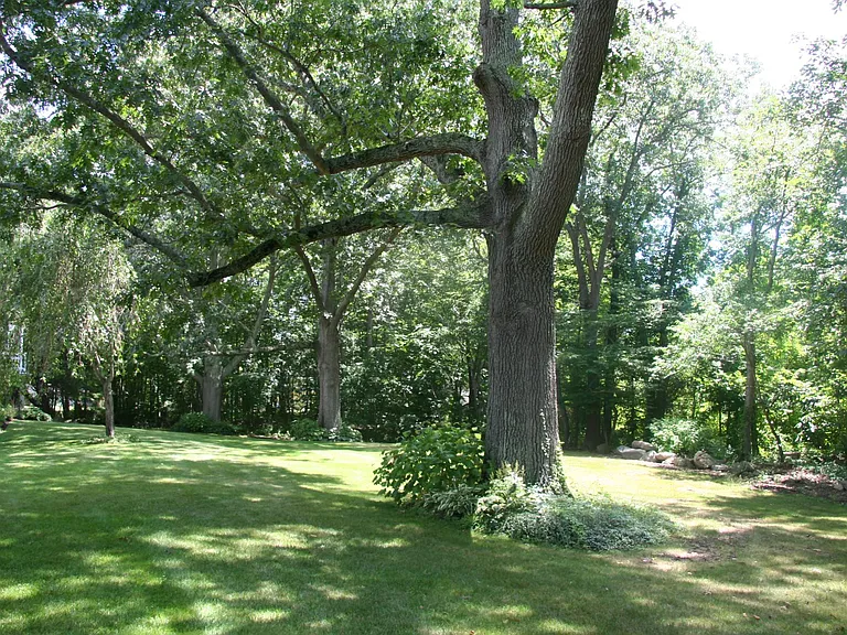 Outside view of backyard with three old oaks and apartment located in left background.