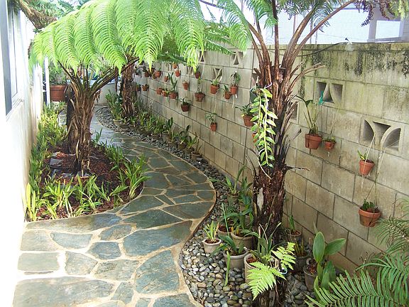 Fern/orchid alley 2