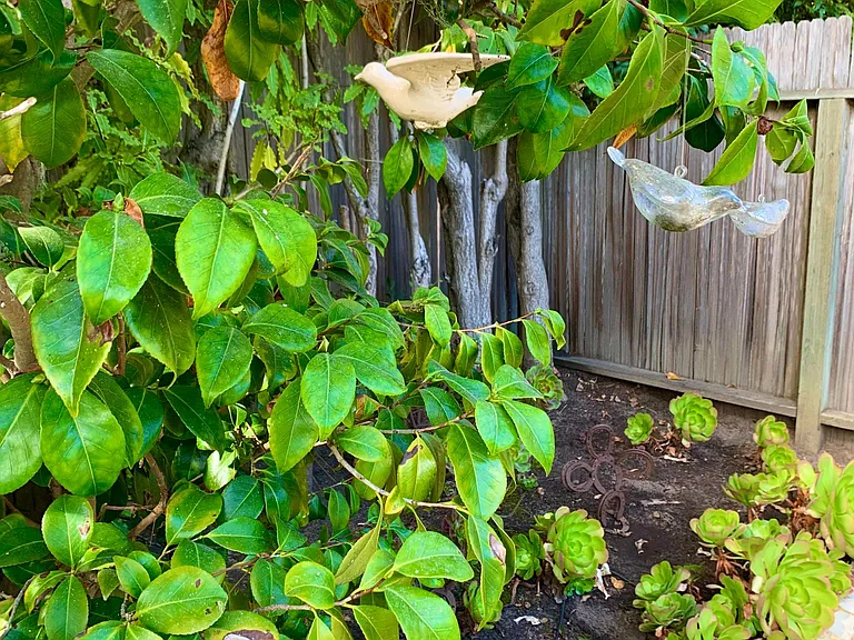 Camelia bush