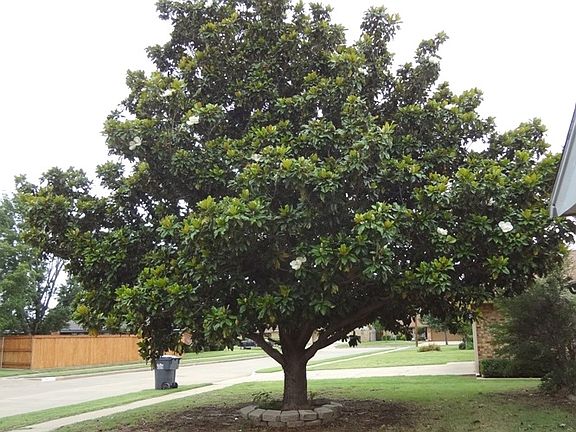 Beautiful Magonlia Tree