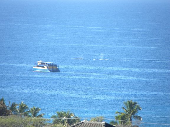 Whales from your Yard!!