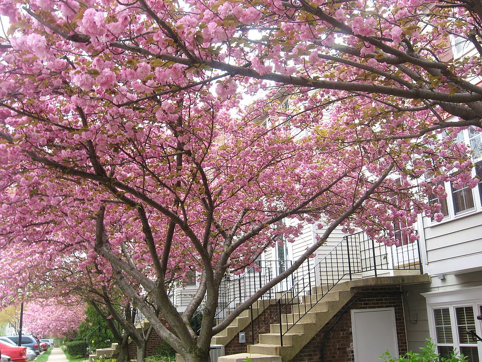 2nd image of 4166 Pleasant Meadow Ct #106E