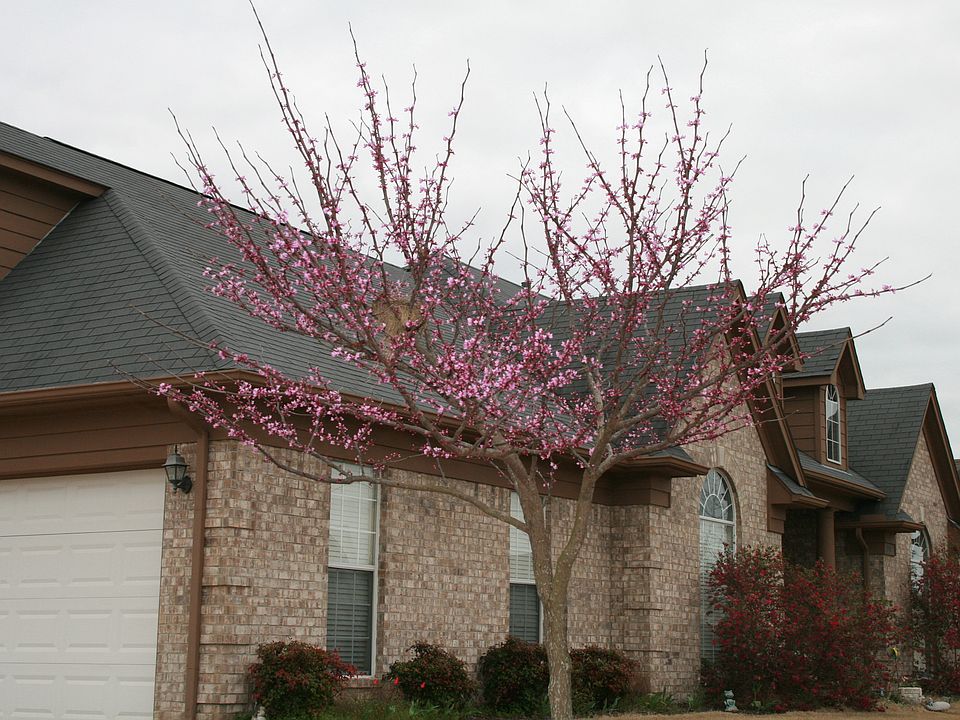 Spring view of blooming tree