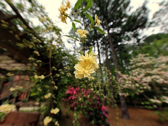 Flora and Fauna