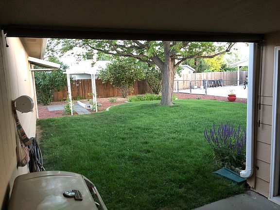 Lawn in back yard