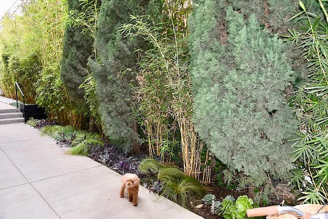 backyard area