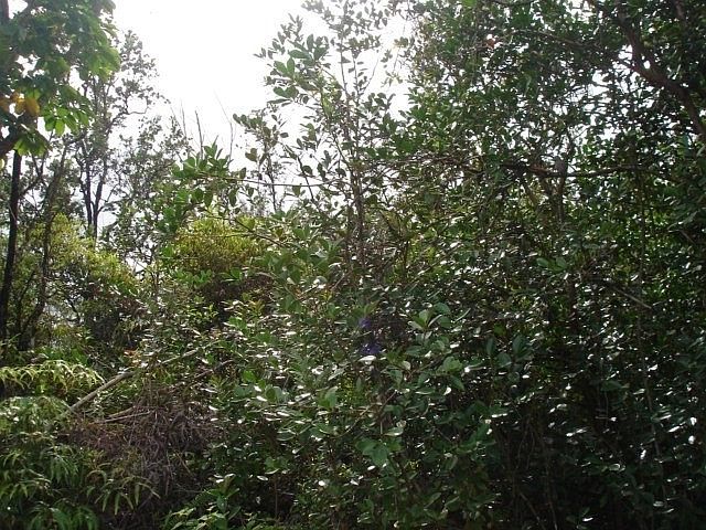 1st image of Macadamia Dr Lot 18