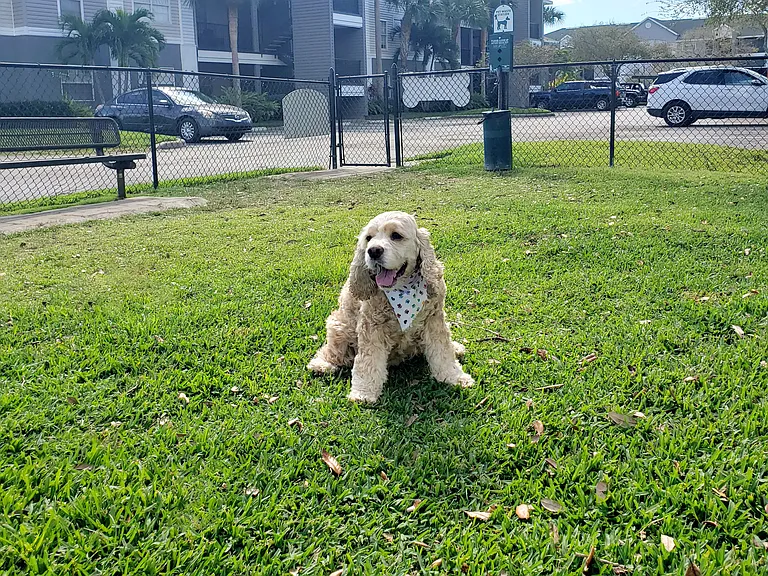 Somerset Palms welcomes your furry companions, providing pet-friendly apartments and an onsite paw park.