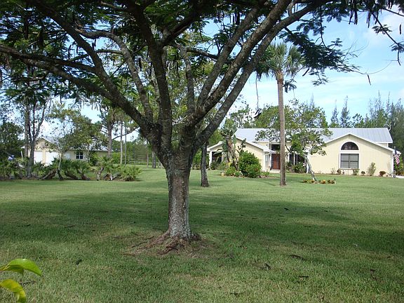 Royal Poinciana trees