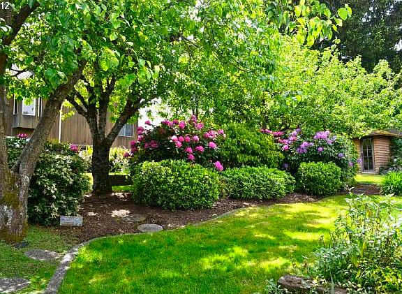 Back Yard 2