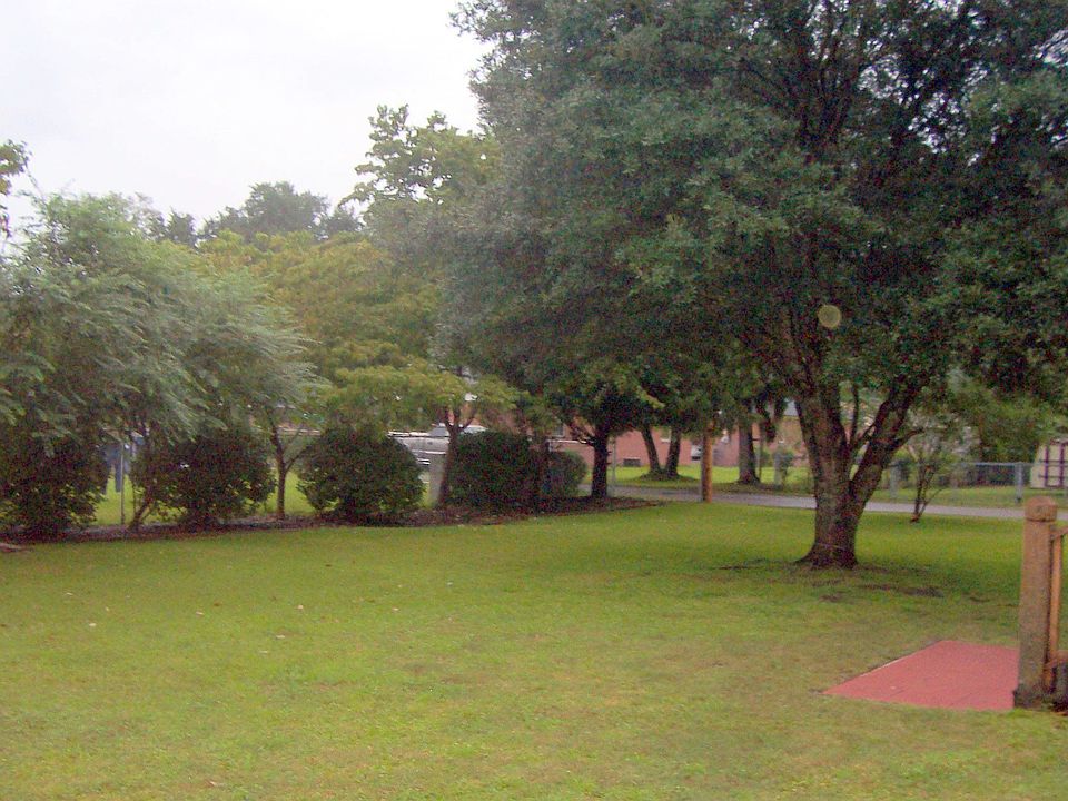 Large backyard - oak tree (one of 4)