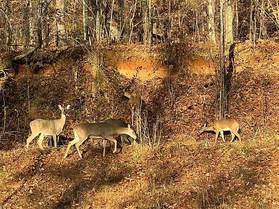 77th image of this home