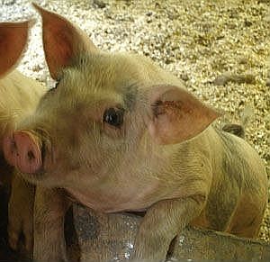 Ham & Bacon