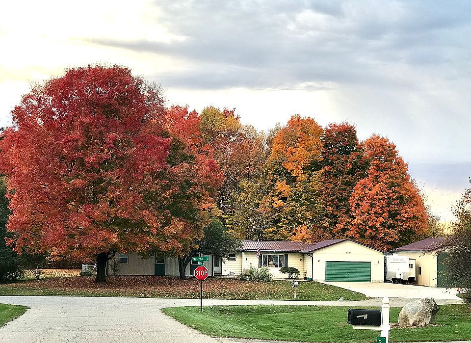Beautiful trees