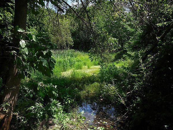 Pond
