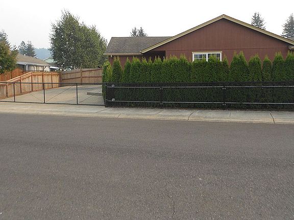 Mature Arborvitae