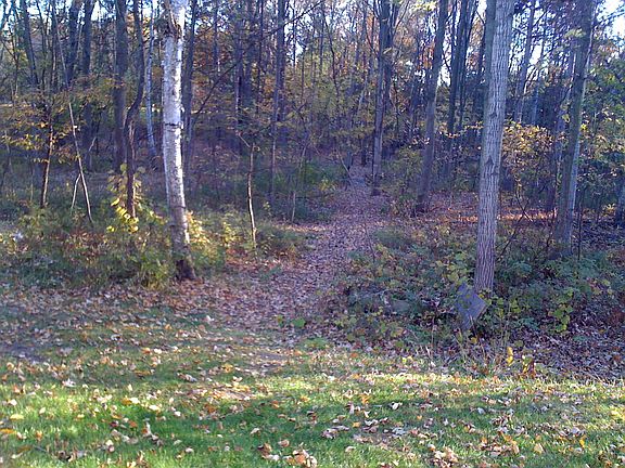 Woods in back