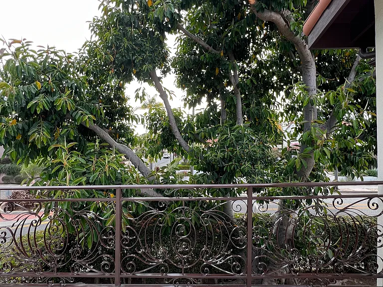 Upstairs Terrace Tree View