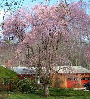 Weeping Willow in Bloom