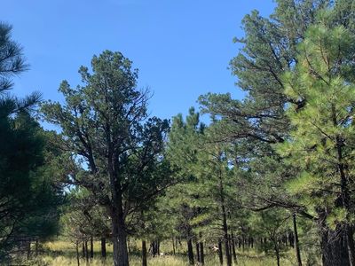 4514 Stargazer Dr, Happy Jack, AZ, 86024