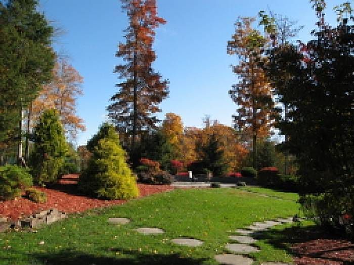 backyard2