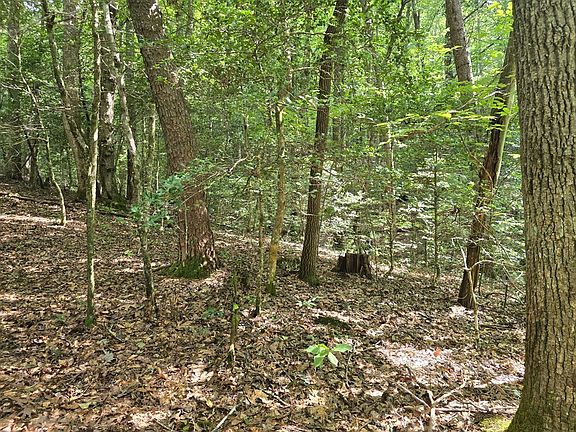 2nd image of Swallows Creek Rd